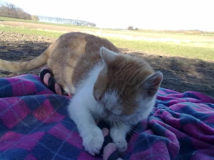 Blanding af racer Mio <3 Drømmekatten<3 billede 15