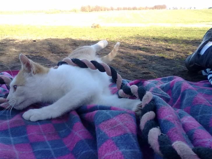 Blanding af racer Mio <3 Drømmekatten<3 billede 16