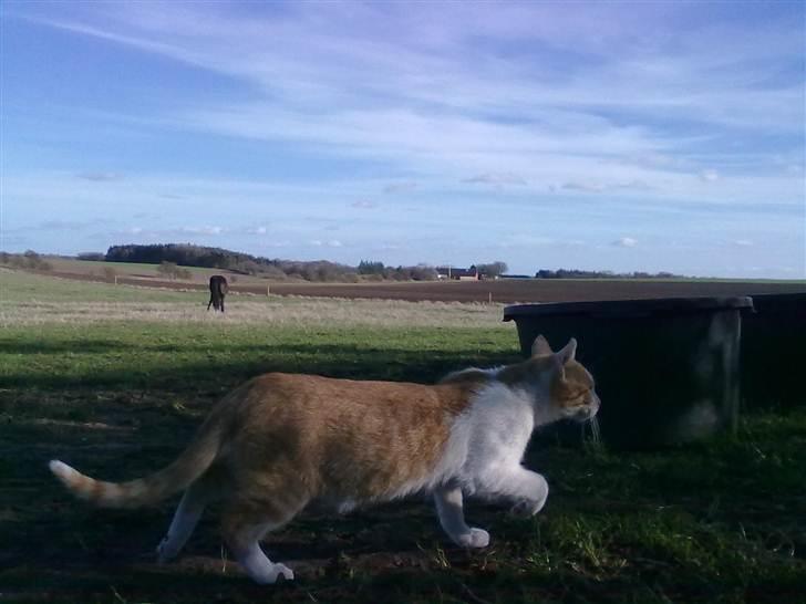 Blanding af racer Mio <3 Drømmekatten<3 billede 17