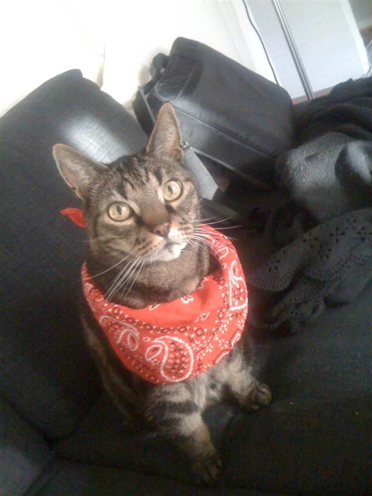 Huskat Kidder - Jeg finder mig i alt når jeg tigger :-D billede 9