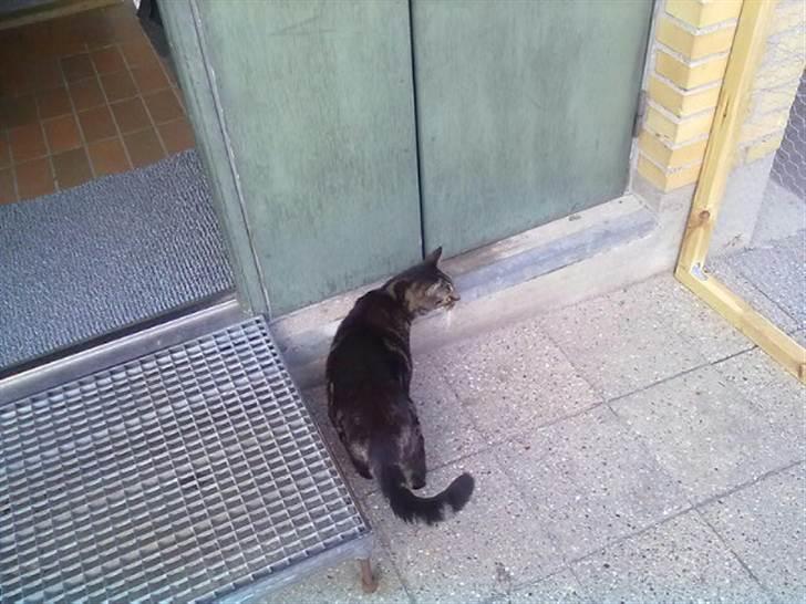 Huskat Kidder - :-) billede 10