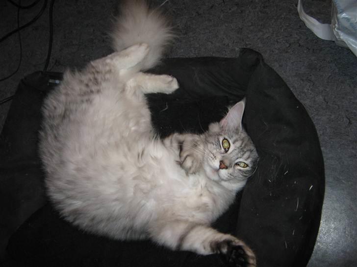 Maine Coon  Distiny (Tiny) billede 7