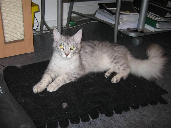 Maine Coon  Distiny (Tiny) billede 8