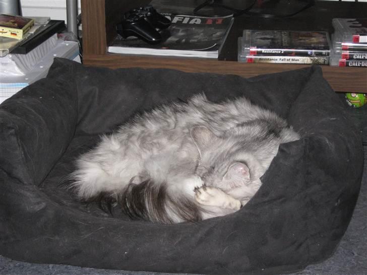 Maine Coon  Distiny (Tiny) billede 9