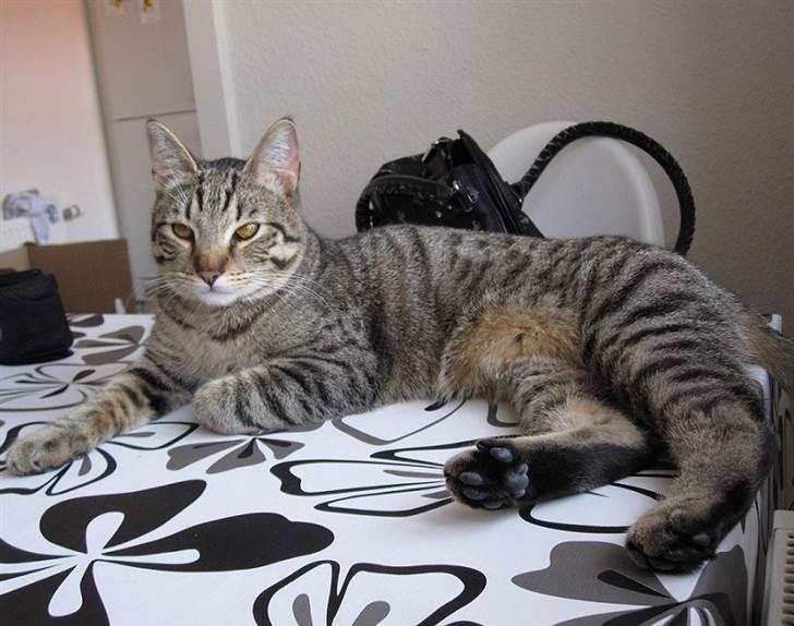 Huskat Felix billede 1