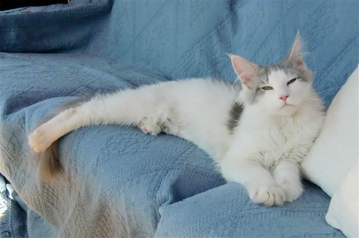 Maine Coon Milkiway - ca. 4 måneder gammel billede 15