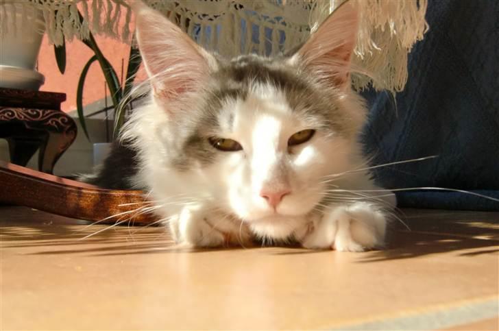 Maine Coon Milkiway - ca. 4 måneder gammel billede 16