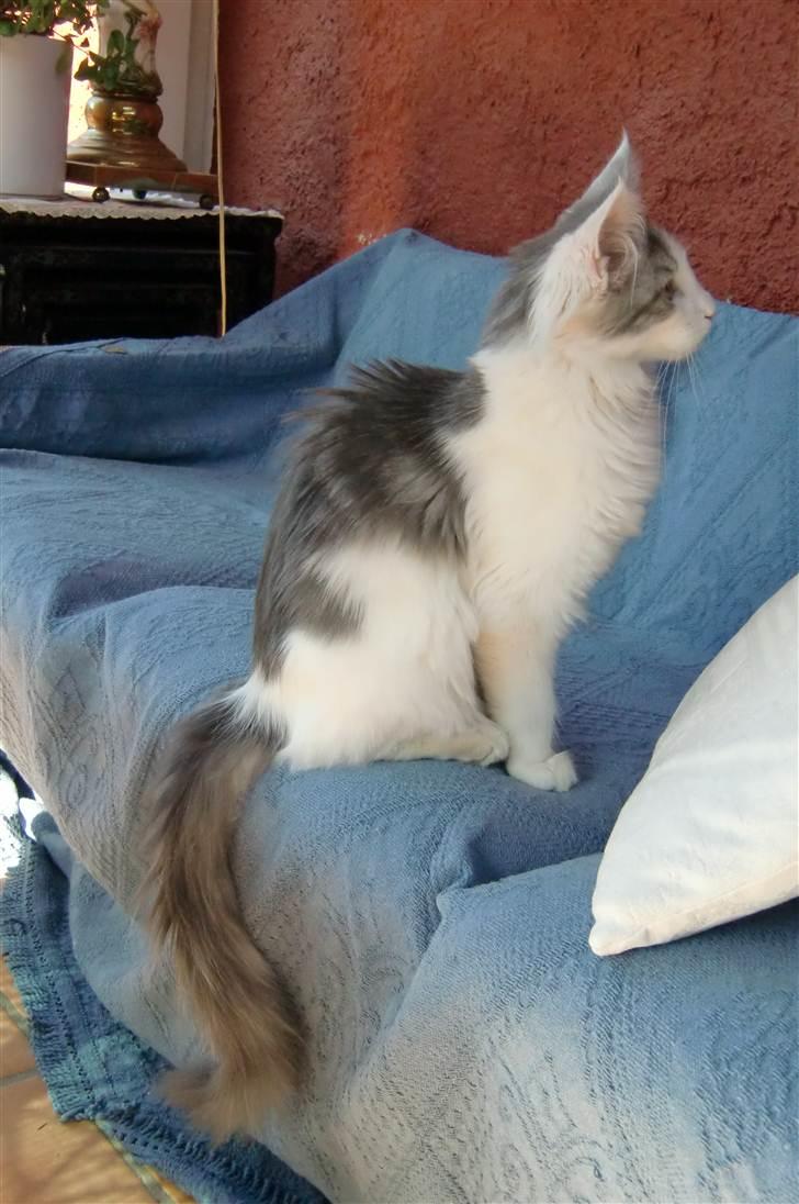 Maine Coon Milkiway - ca. 4 måneder gammel billede 17