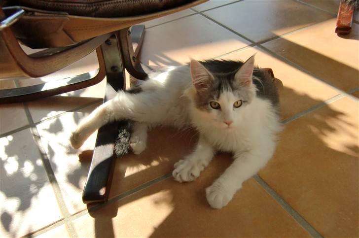 Maine Coon Milkiway - ca. 4 måneder gammel billede 18