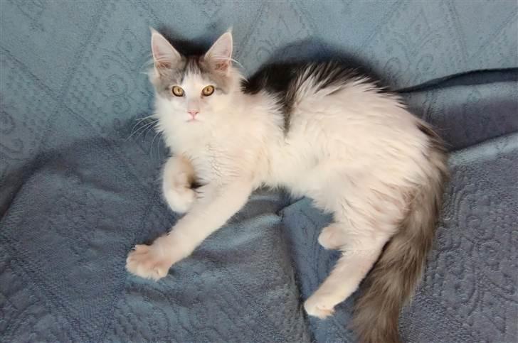Maine Coon Milkiway - ca. 4 måneder gammel billede 19