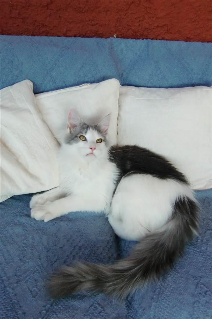 Maine Coon Milkiway - ca. 4 måneder gammel billede 20