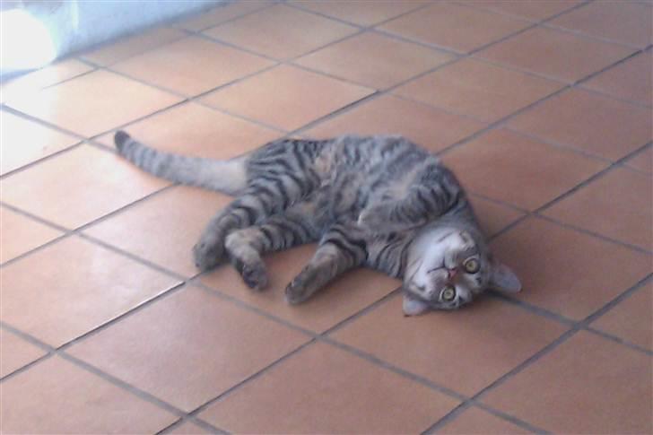 Huskat Batman billede 2