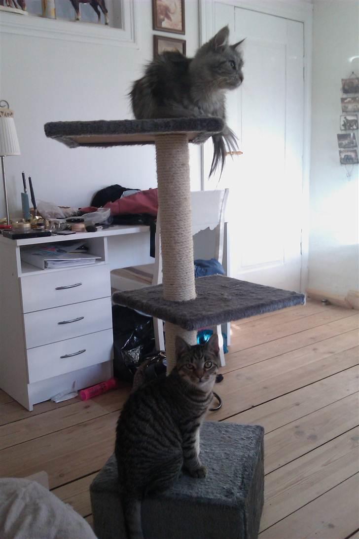 Huskat Batman billede 3