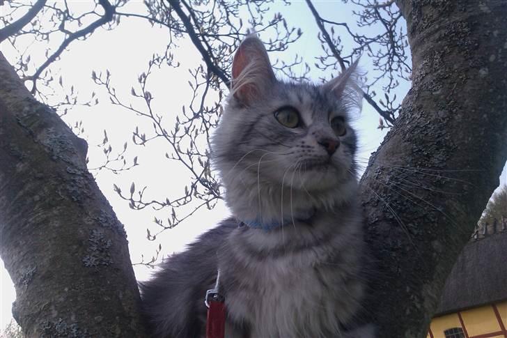 Maine Coon DK Proud Danish Lady billede 1