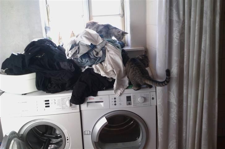 Maine Coon DK Proud Danish Lady billede 2