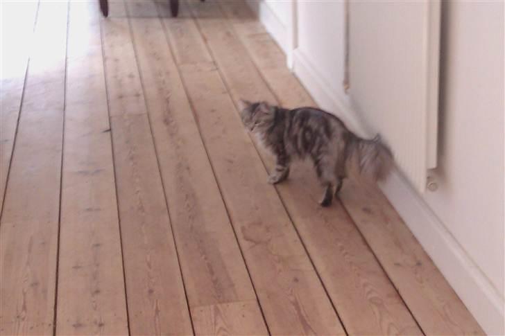 Maine Coon DK Proud Danish Lady billede 3