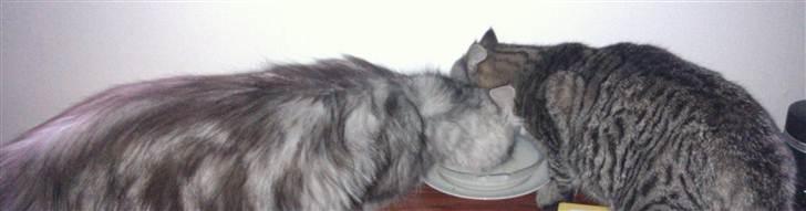 Maine Coon DK Proud Danish Lady billede 4