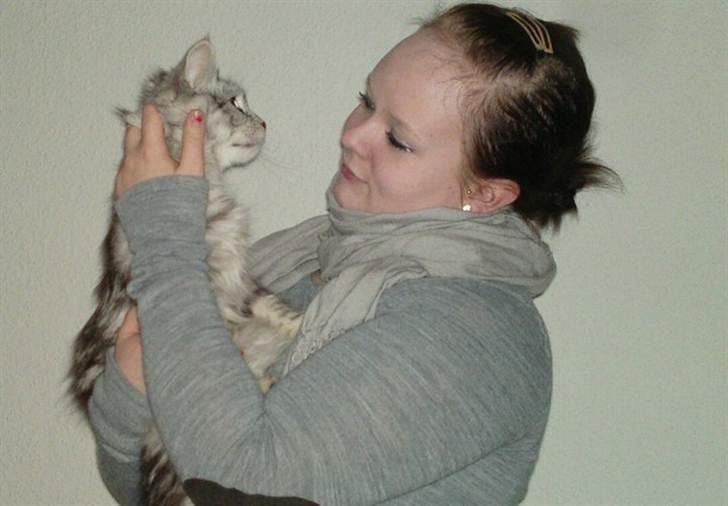 Maine Coon DK Proud Danish Lady billede 5