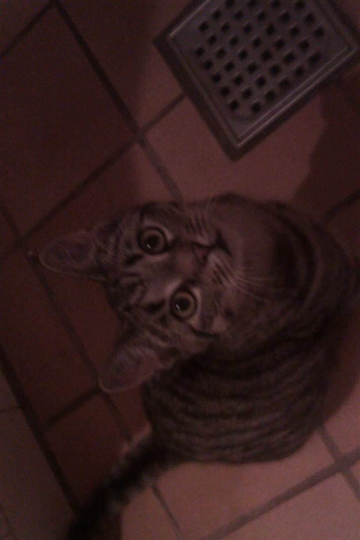 Huskat Batman billede 4