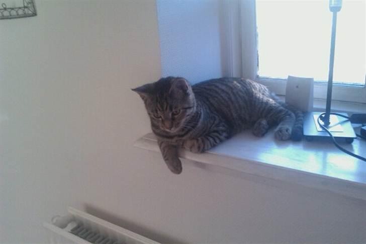 Huskat Batman billede 5