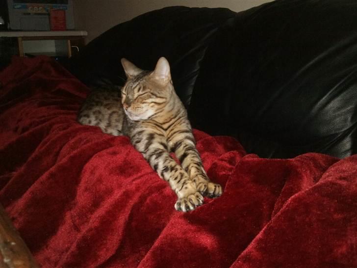 Bengal Ace of Spades RIP - Der findes ikke noget bedre end at ligge og tage middagslår på sofaen billede 12