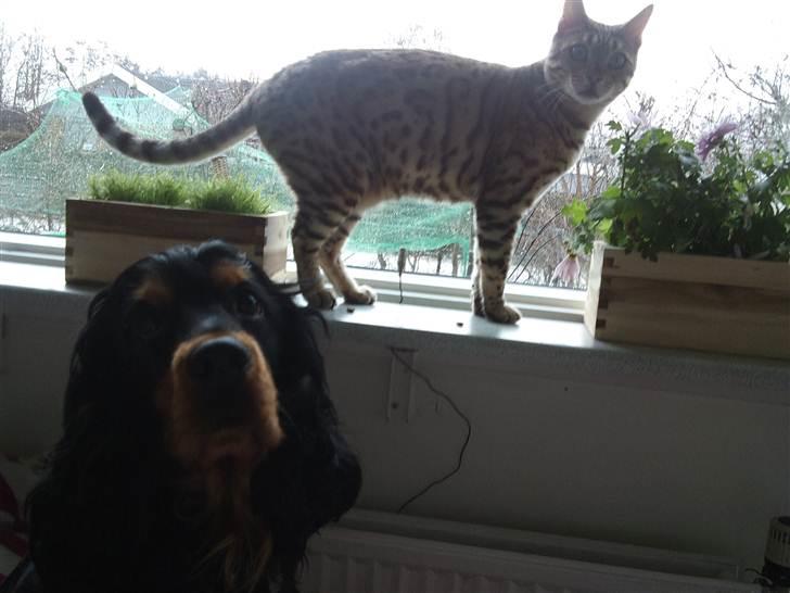 Bengal Ace of Spades RIP - Det er rigtigt sjovt når vi få besøg af den der hund den vil nemlig gerne lege lige så vildt som mig.  billede 13