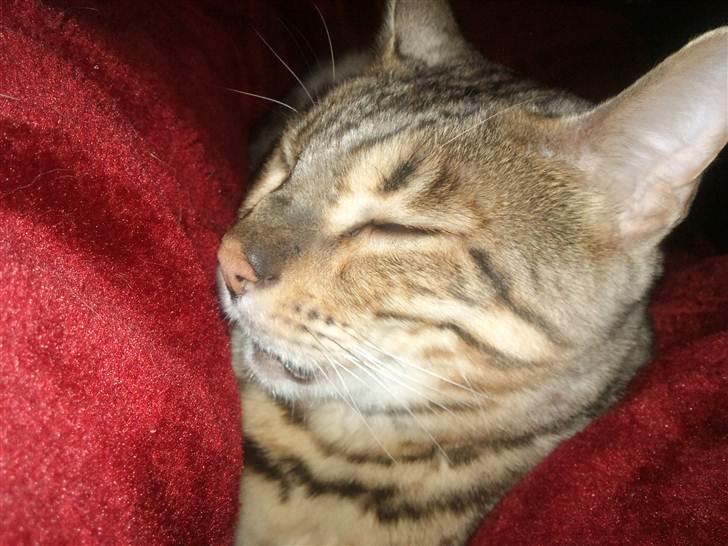 Bengal Ace of Spades RIP - ZZZZZZZZZZZZzzzzzzzzzzzzZZZZZZZZZZZZZZZZZZ billede 14