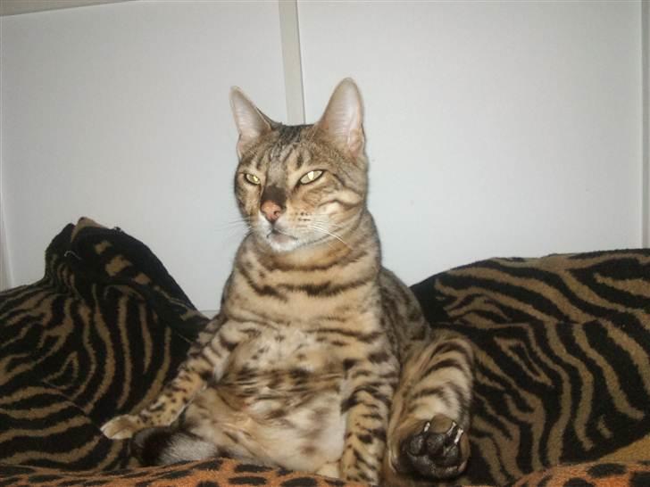 Bengal Ace of Spades RIP - Sådan elsker jeg at sidde når jeg chiller.  billede 15