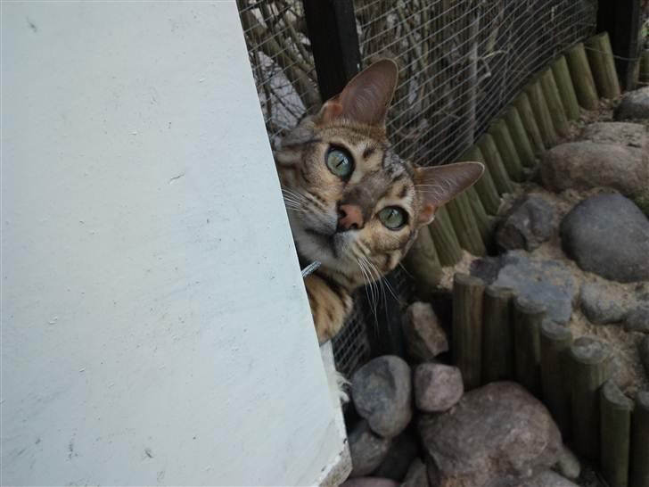 Bengal Ace of Spades RIP - Kuk kuk  billede 16