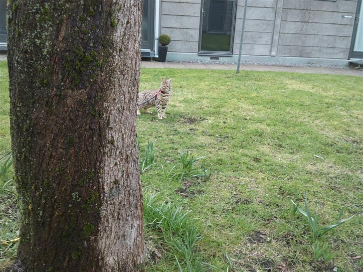 Bengal Ace of Spades RIP - På gå tur i udenfor.. men.. det ville nu være meget sjovere hvis de tog den dumme snor af mig. billede 17