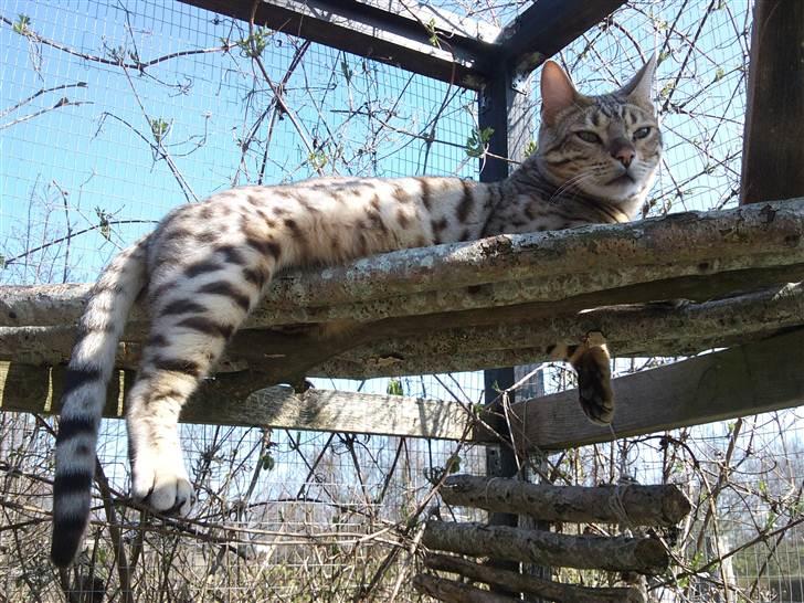 Bengal Ace of Spades RIP - Sådan chiller en rigtig leopart !! :D billede 18