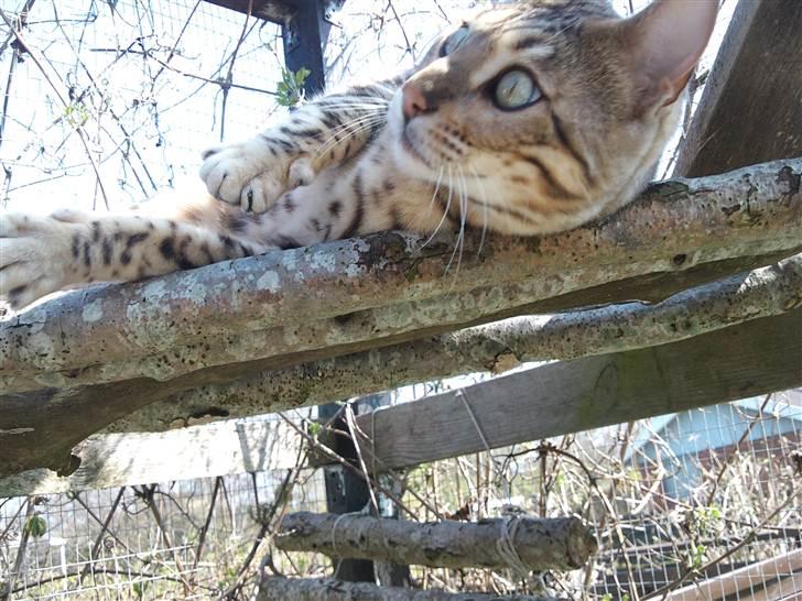 Bengal Ace of Spades RIP - Livet er dejligt når solen rammer min favorit plads.  billede 19