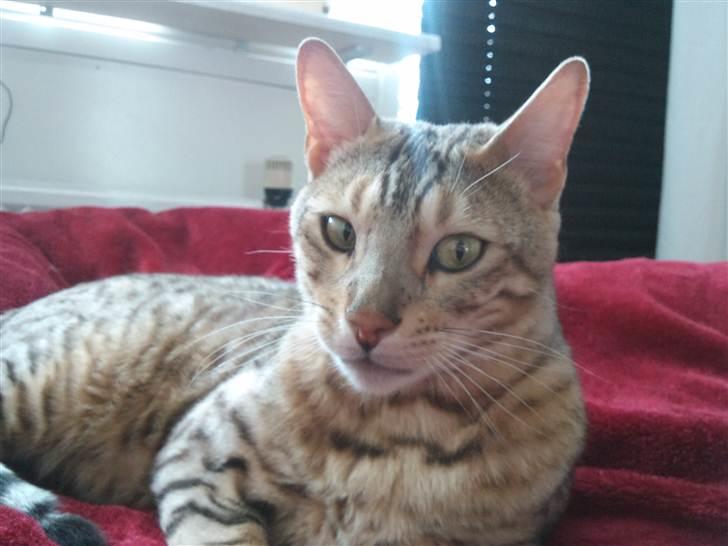 Bengal Ace of Spades RIP billede 20