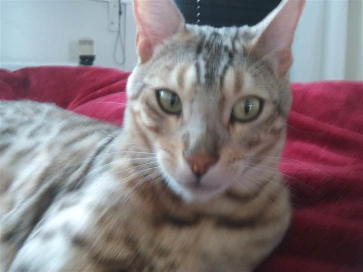 Bengal Seven of Diamond billede 12