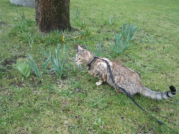 Bengal Seven of Diamond - På gårtur udenfor.. Seven har fået øje på naboens kat. billede 13