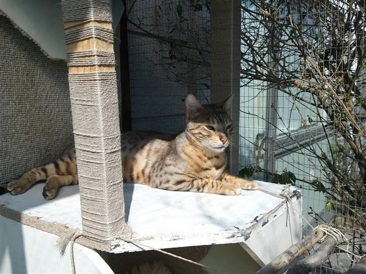 Bengal Seven of Diamond - Ligger og nyder det gode vejr fra sin plads i skyggen billede 14