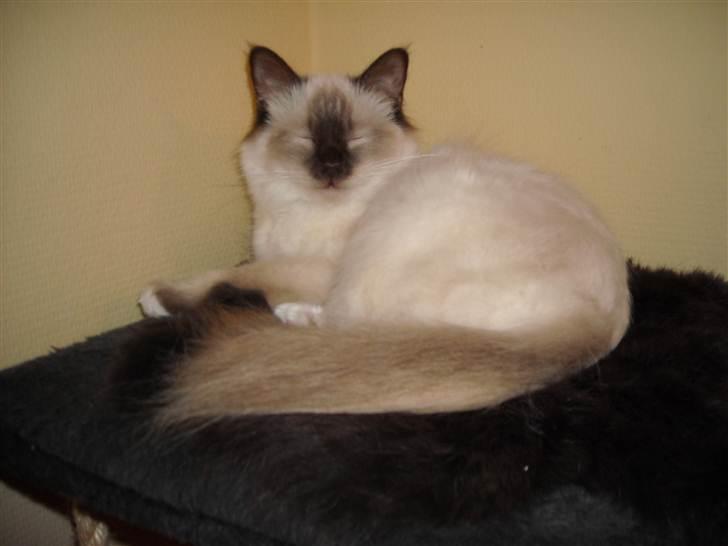 Hellig Birma Gazali's Zahira billede 16