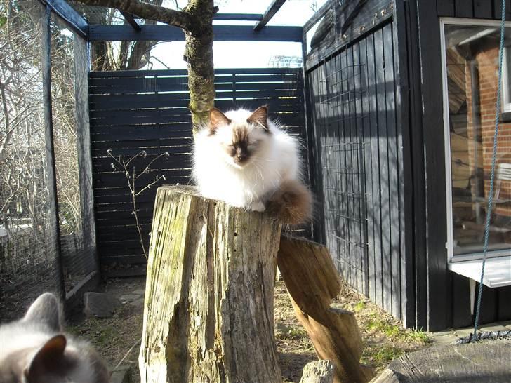 Hellig Birma Gazali's Zahira billede 17