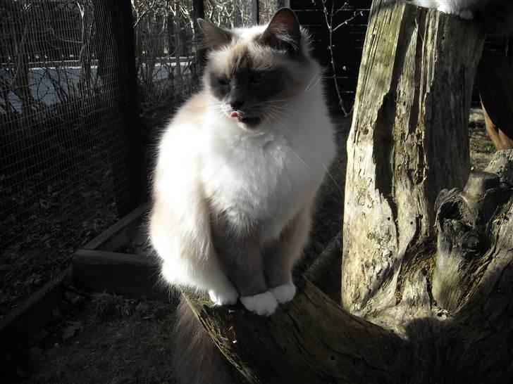 Hellig Birma NineBells Manse billede 13