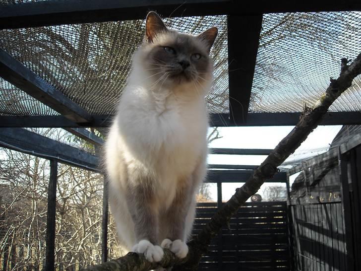 Hellig Birma NineBells Manse billede 14