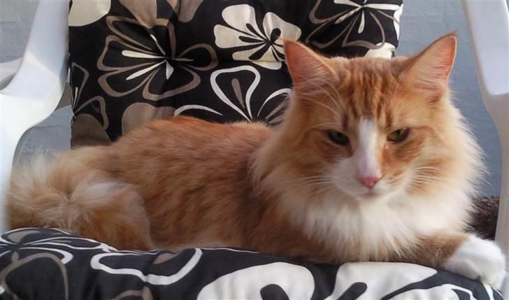 Norsk Skovkat Samvis Gammegod billede 12