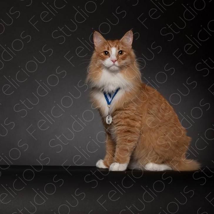 Norsk Skovkat Samvis Gammegod billede 13