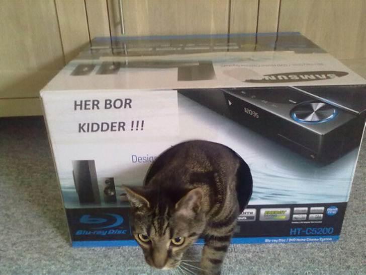 Huskat Kidder - Nyt hjem:-) Desværre var det ikke så spændende i lang tid. billede 11