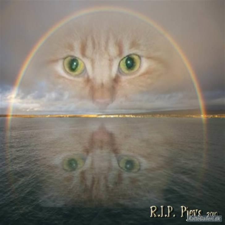 Huskat Pjevs R.I.P. - Sov sødt Pjevser <3<3 Tak til * Lisbeth * som har lavet billedet <3<3 billede 8
