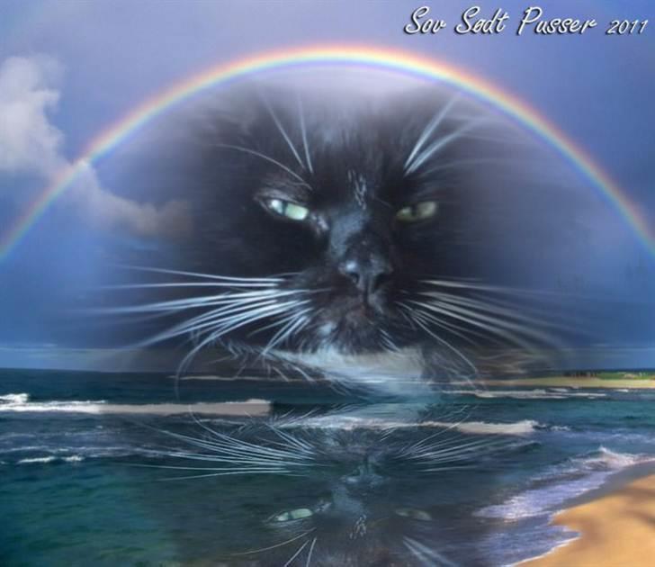 Blanding af racer Pusser R.I.P. - Sov sødt mors lille Pussi <3<3 Tak til * Lisbeth * som har lavet billedet <3<3 billede 12