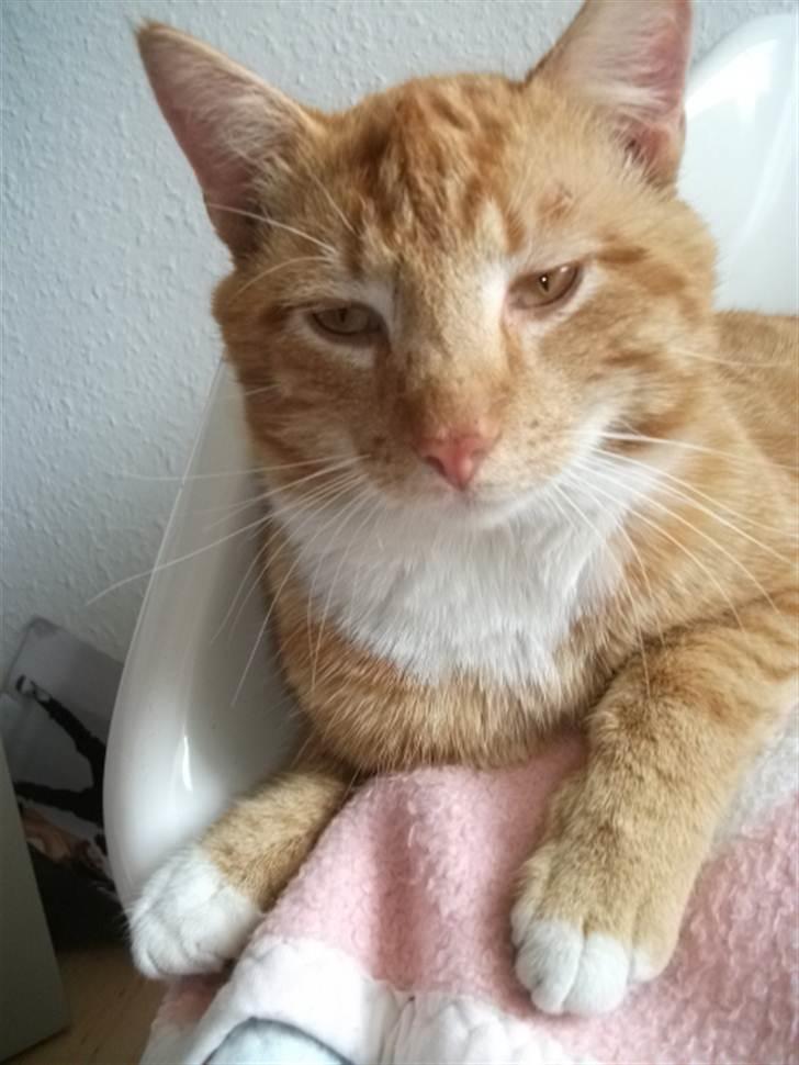 Huskat Garfield billede 1