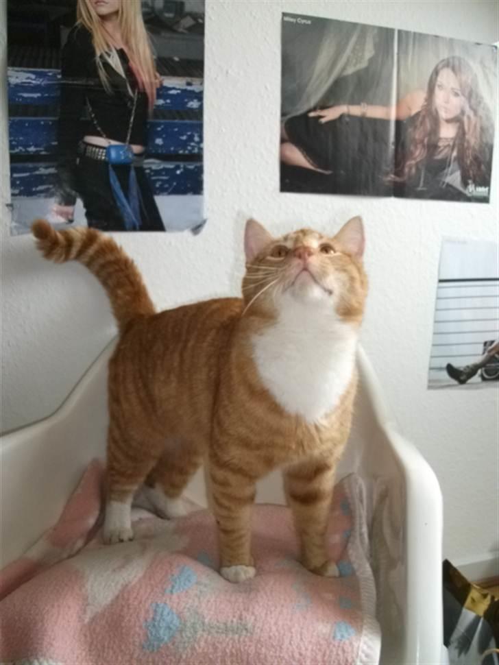 Huskat Garfield billede 2