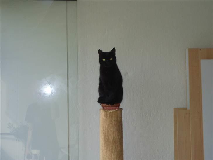 Huskat Musli billede 14