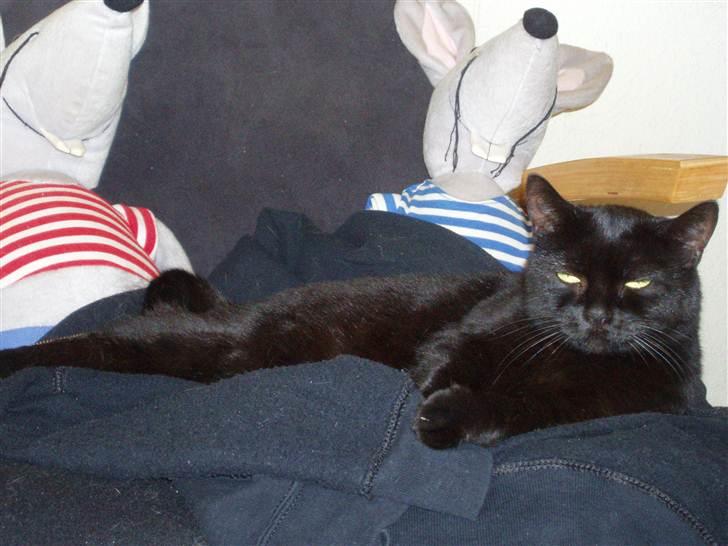 Huskat Musli billede 15