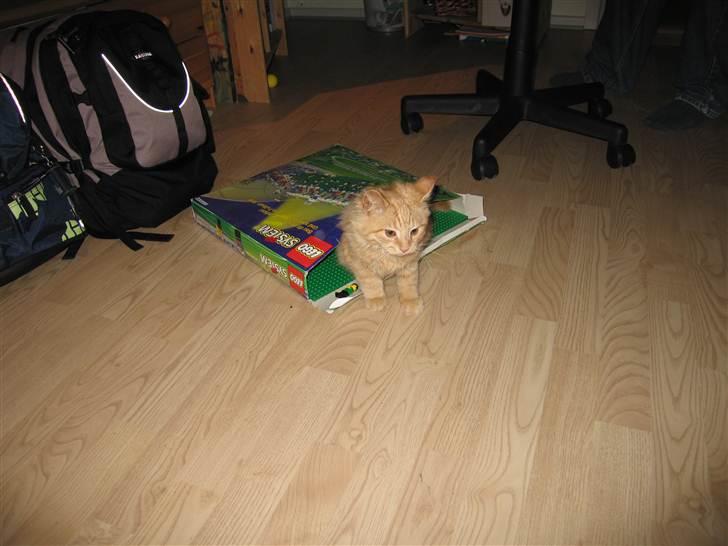 Blanding af racer Samson død *R.I.P* :´( - Så kravler man lige ind i en legokasse (: billede 14